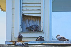 BIRD DROPPINGS – A STRANGE BUT REAL HUMAN HAZARD