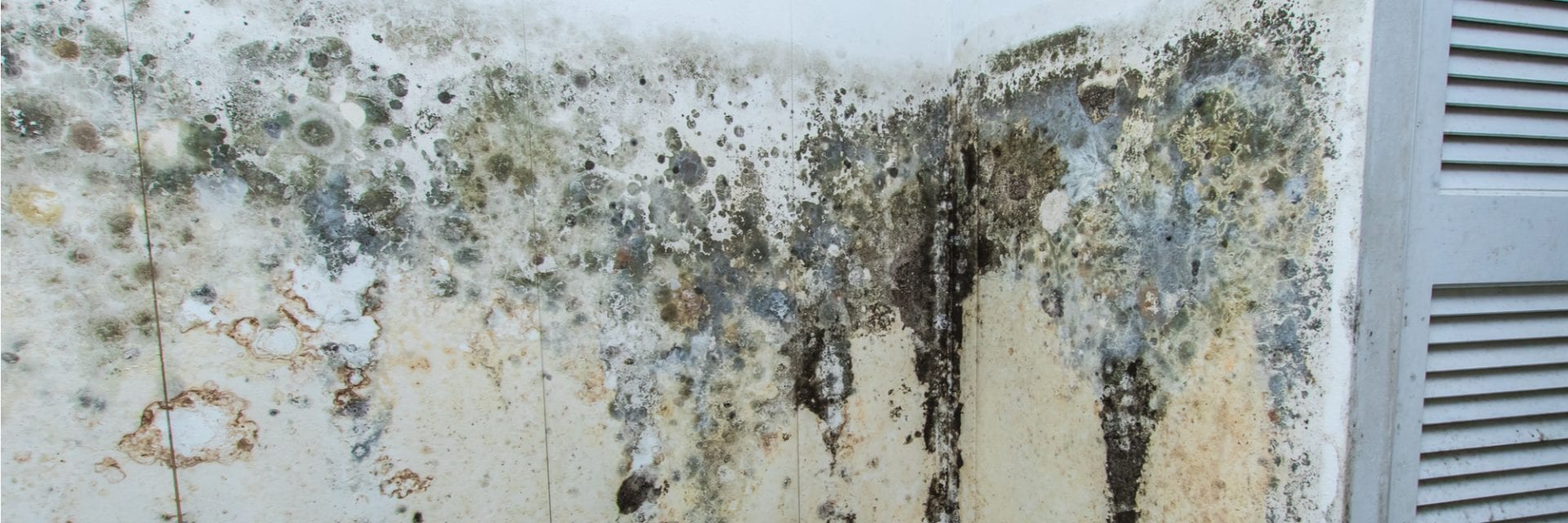 Mold Control Information! Control Water-Control Mold